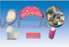 The expansion model of organelle (6parts)